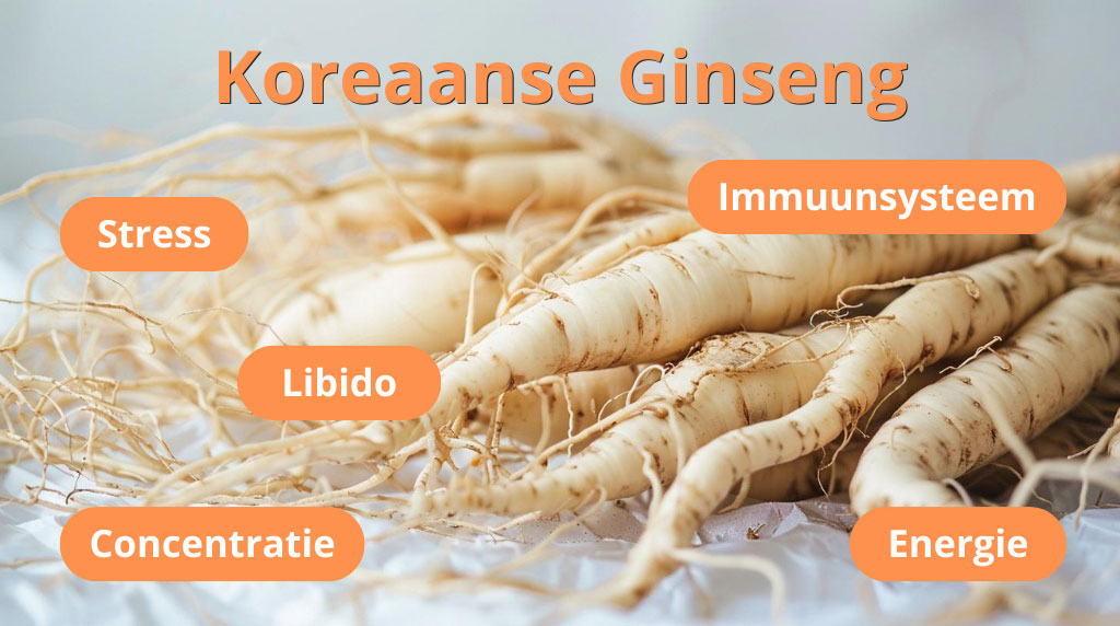 Gezondheidsclaims Ginseng: energie, concentratie, libido, immuunsysteem, stress
